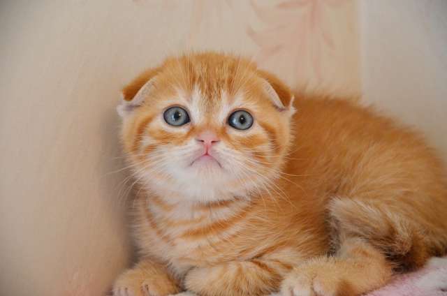 Красивые шотландские котята Красивые шотландские котята