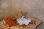 Персидские, экзотические короткошерстные котята