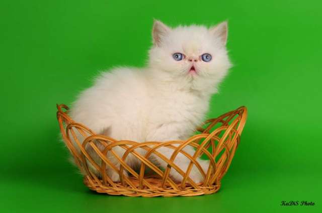 Экзотическая короткошерстная кошечка в дар Экзотическая короткошерстная кошечка в дар