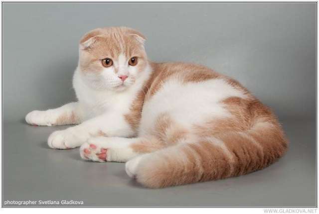 Шотландские котята Шотландские котята