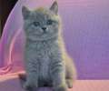 Видео. Щекастый красивый скоттиш страйт котик, окрас лиловый