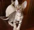 Котенок корниш рекс