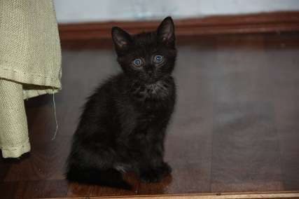 Кошечка в хорошие руки! Кошечка в хорошие руки!