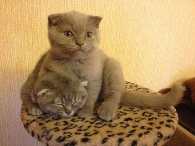 Шикарные шотландские вислоухие котята Шикарные шотландские вислоухие котята
