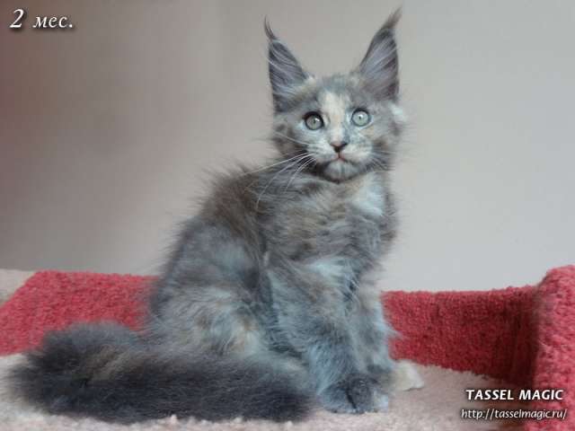 Котята породы мейн-кун Котята породы мейн-кун