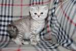британские котята,кошечка серебристо-шоколадная