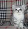 британские котята,котик синие глаза,би-колор