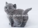 Британские котята. Питомник Silvery Snow