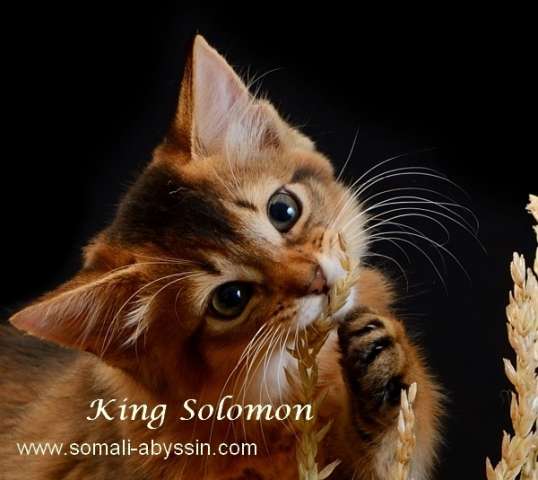 Сомалийские котята Сомалийские котята