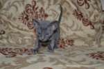 Элитный котик корниш рекса