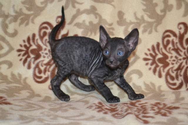 Изумительный кудряшка корниш рекс Изумительный кудряшка корниш рекс