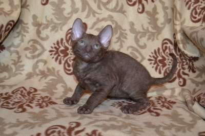 Элитные котята корниш рекса Элитные котята корниш рекса