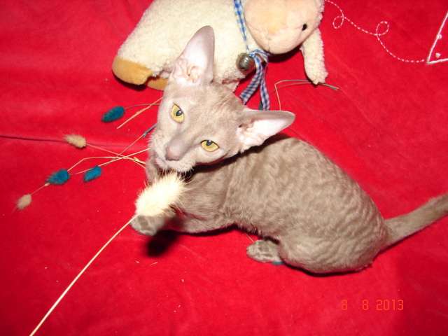 Элитные котята корниш рекса Элитные котята корниш рекса
