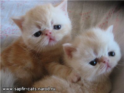 ПЕРСИДСКИЕ и  ЭКЗОТИЧЕСКИЕ котята , РЭГДОЛЛ
