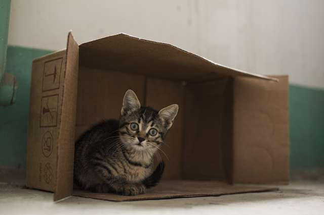 отдам котят срочно отдам котят срочно