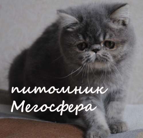 Экзотические плюшевые котята Экзотические плюшевые котята