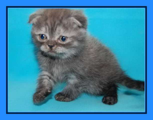 Шотландские котята. 5000 руб. Шотландские котята. 5000 руб.
