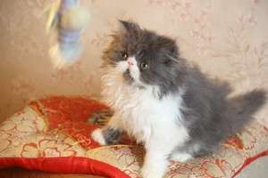 Котята персидские и экзотические короткошерстные Котята персидские и экзотические короткошерстные
