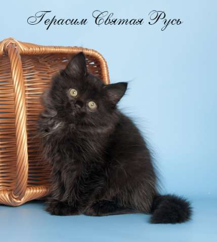 Сибирские котята - все оттенки чёрного Сибирские котята - все оттенки чёрного
