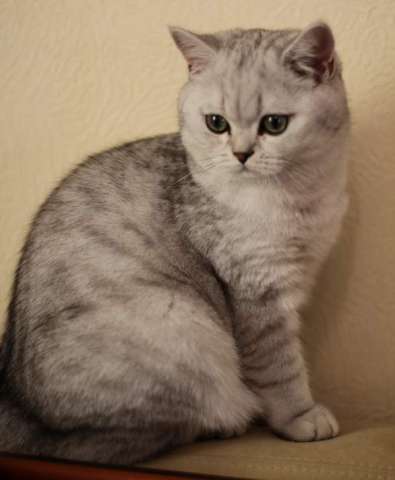 Ищу                кота британца