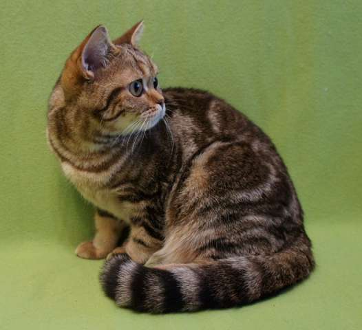 Британские котята Британские котята