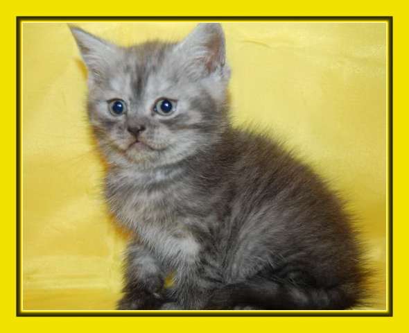 Шотландские котята. 4 т. Шотландские котята. 4 т.
