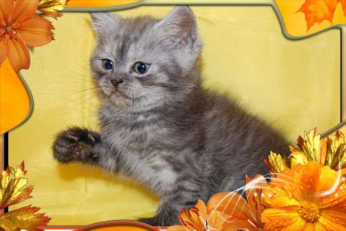 Шотландские котята. 4000 руб. Шотландские котята. 4000 руб.