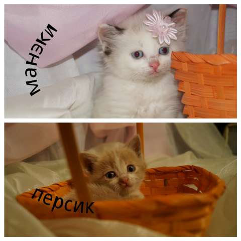 Котята ищут своих пап и мам Котята ищут своих пап и мам