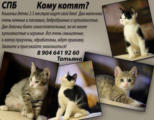 Котятка девочки и мальяики ищут дом. Котятка девочки и мальяики ищут дом.