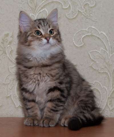 Сибирские котята-тигрята Сибирские котята-тигрята