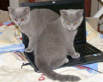 Котята шоу класса Котята шоу класса