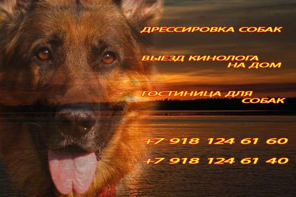 Гостиница для собак в Краснодаре. Гостиница для собак в Краснодаре.