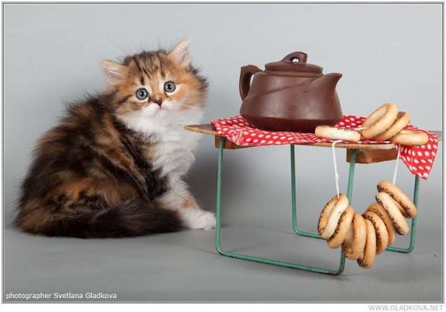 Котята для души Котята для души