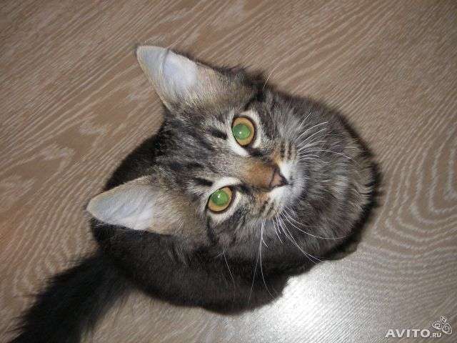 Котёнок в добрые руки! Котёнок в добрые руки!