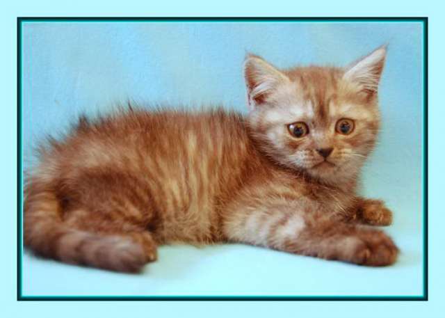 Шотландские котята. 4000 Шотландские котята. 4000