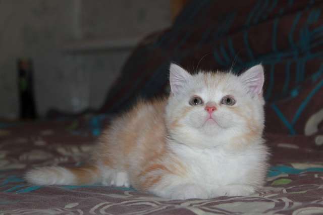 британские котята,кошечка кр.мрамор британские котята,кошечка кр.мрамор