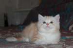 британские котята,кошечка кр.мрамор