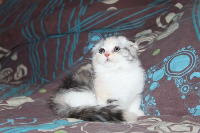 шотландские вислоухие,кошечка черепаховый шотландские вислоухие,кошечка черепаховый