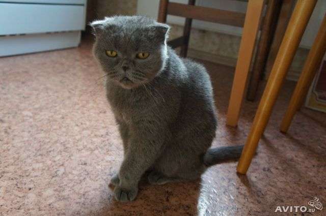 кошечка шотланская кошечка шотланская