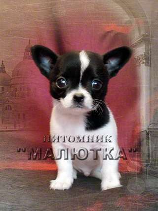 Чихуахуа продаю щенков Чихуахуа продаю щенков