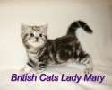 Британские котята  - 89262467831