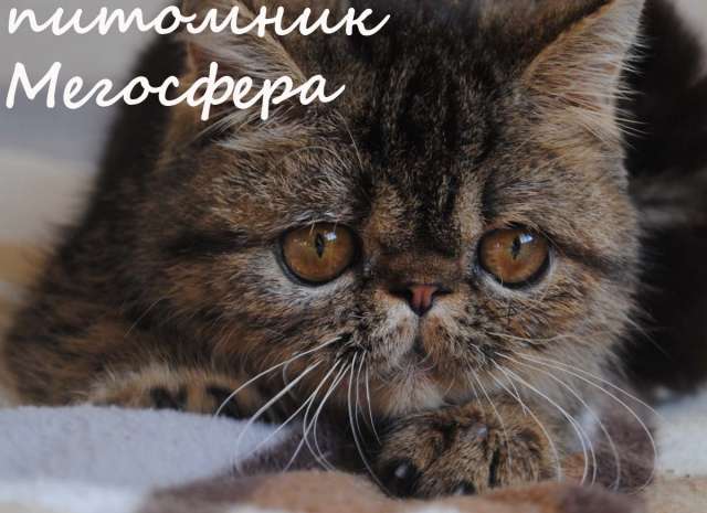 Мраморная экзотическая кошечка Мраморная экзотическая кошечка