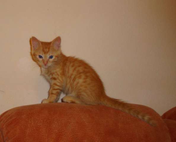 Отдам рыжего котенка Отдам рыжего котенка