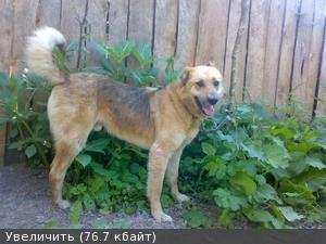 Шокер-отличный пес ищет дом. Шокер-отличный пес ищет дом.