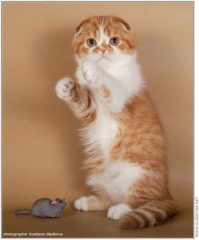 Шотландские котята Шотландские котята