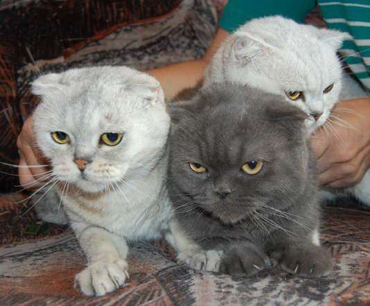 Шотландские КОШКИ !!!! 10 руб. Шотландские КОШКИ !!!! 10 руб.