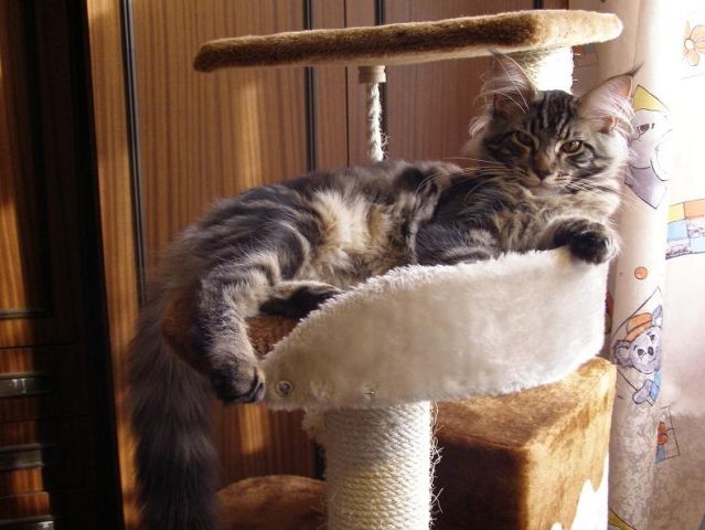 Продаются котята мэйн-кун