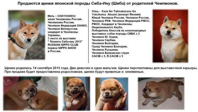 Продаются щенки от родителей чемпионов Продаются щенки от родителей чемпионов
