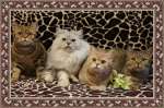 БРИТАНСКИЕ ПОДРОЩЕННЫЕ КОТЯТА