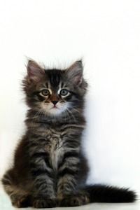 Сибирские котята в Уфе Сибирские котята в Уфе